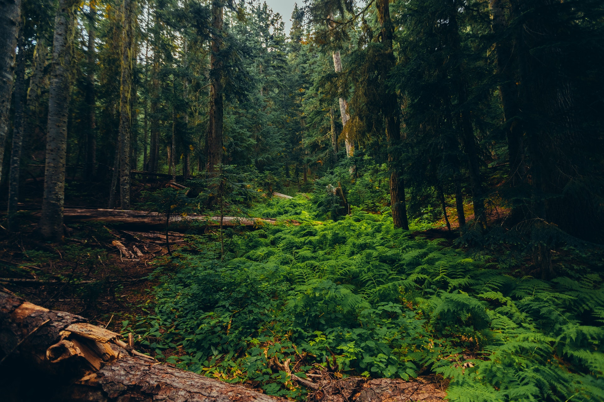 Forêt de Bellebranches et Etang de Curécy