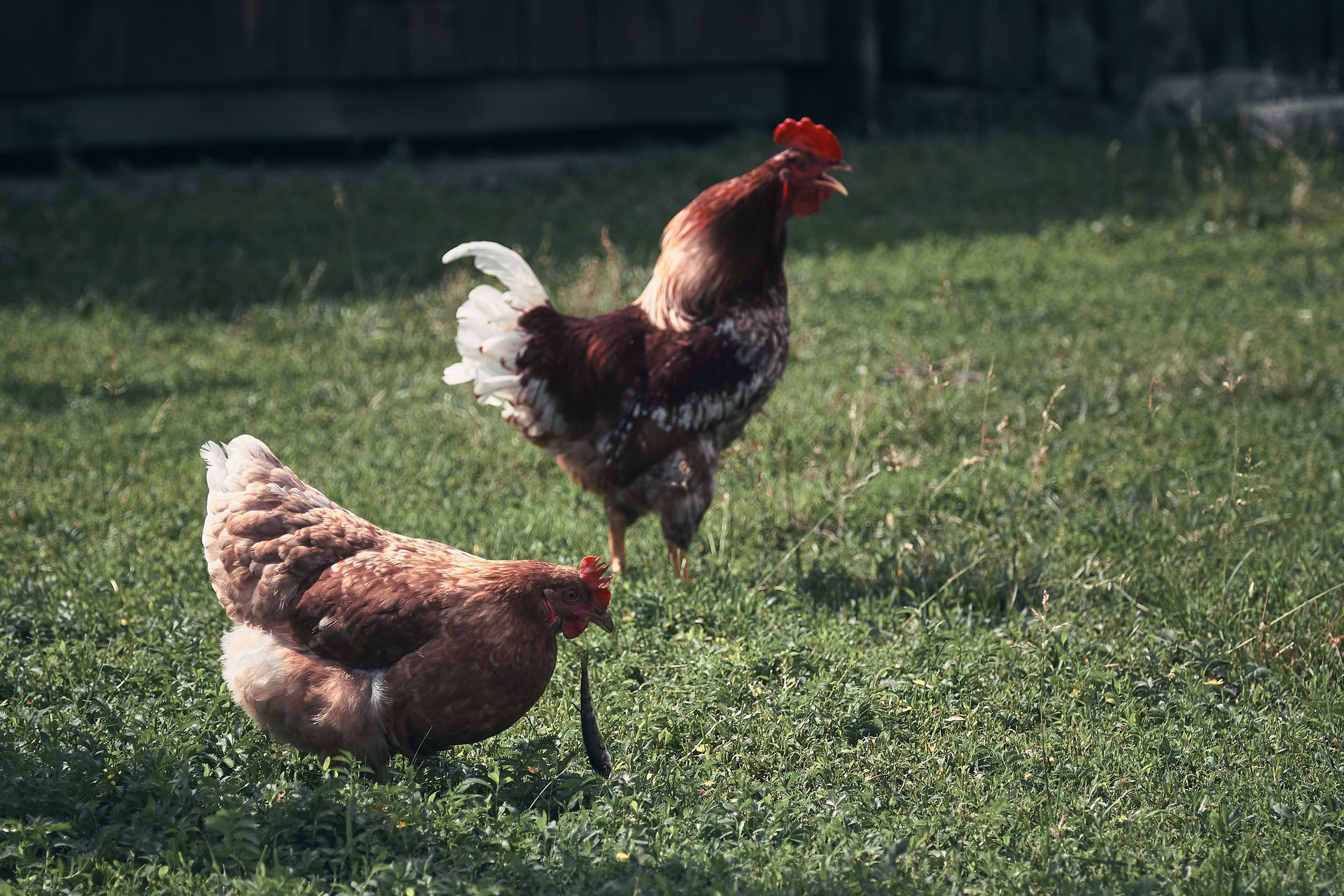 Grippe aviaire : Déclaration de son poulailler en Mairie