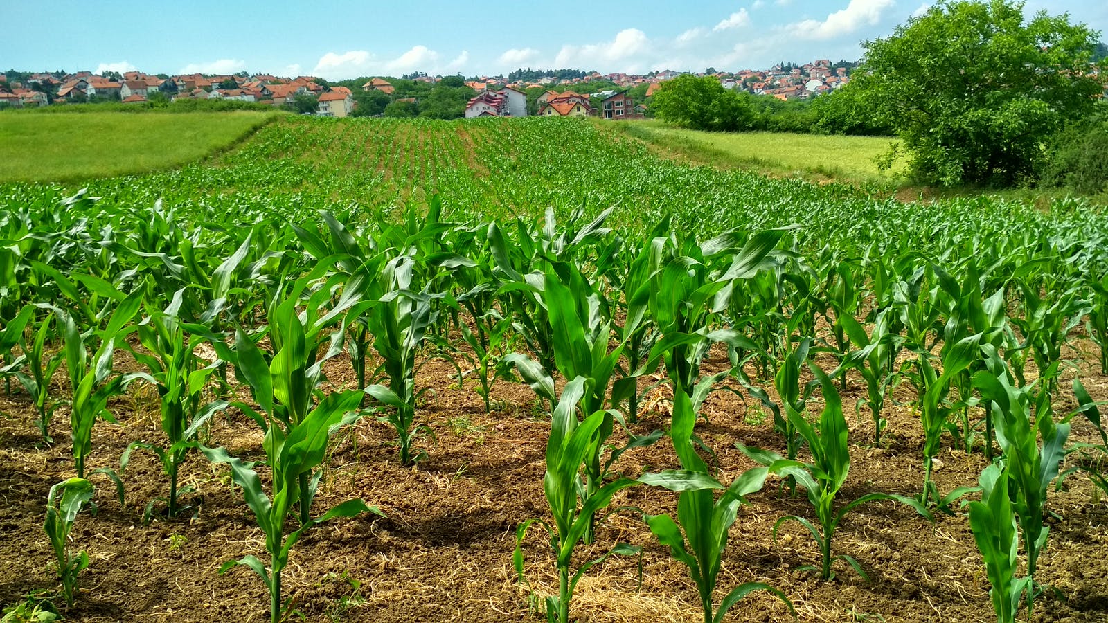 Agriculture