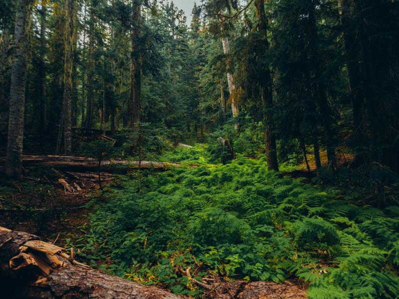 Forêt de Bellebranches et Etang de Curécy