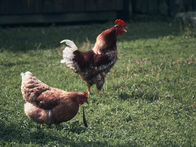 Grippe aviaire : Déclaration de son poulailler en Mairie