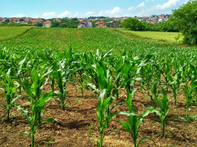 Agriculture