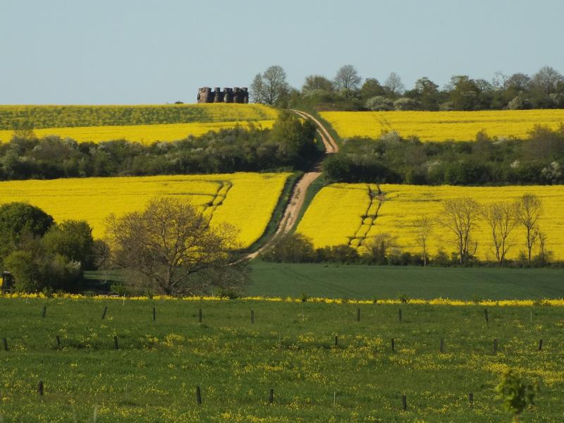 Un bocage très préservé
